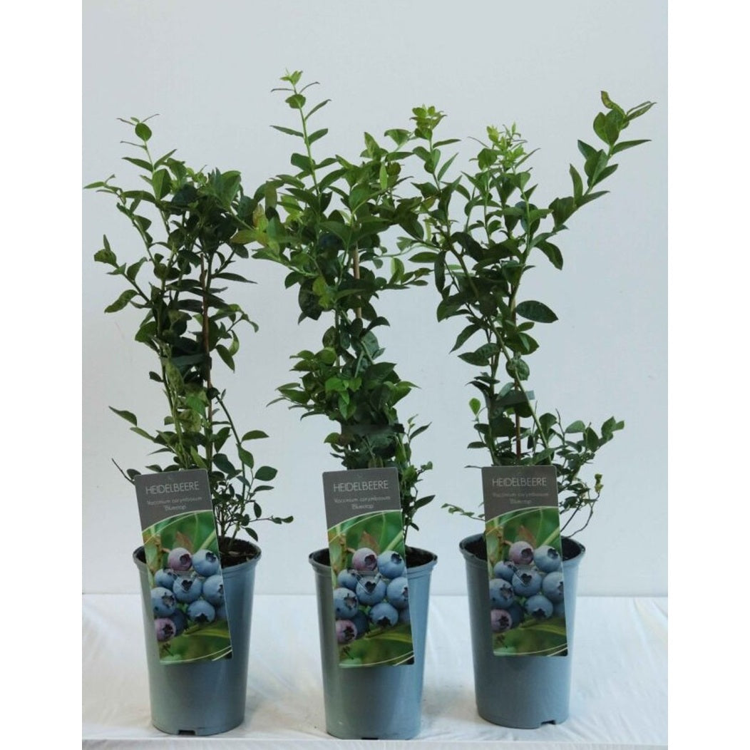 Trädgårdsblåbär – Vaccinium corymbosum 'Bluecrop' - C3 40-60 CM